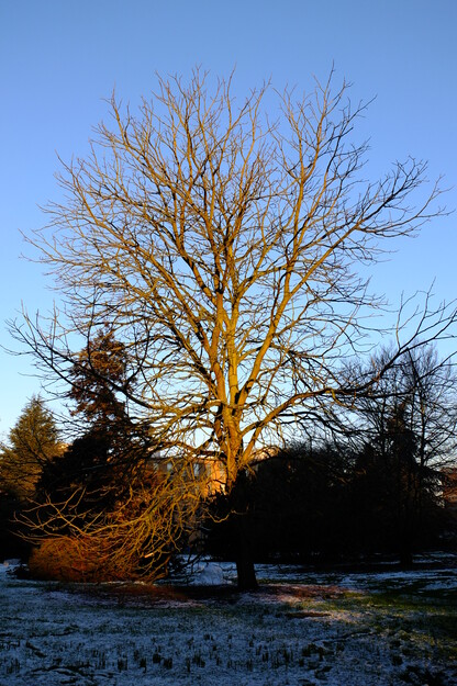January tree photo