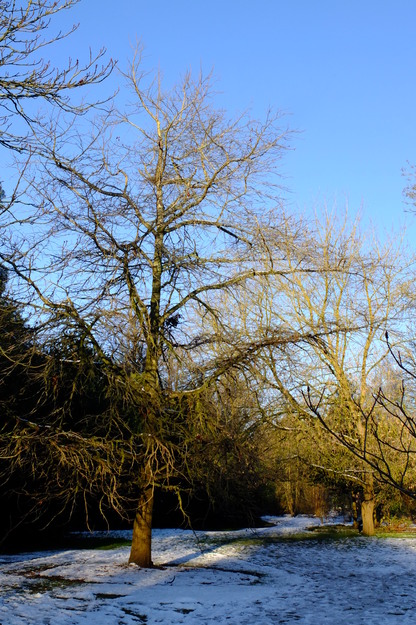 January tree photo