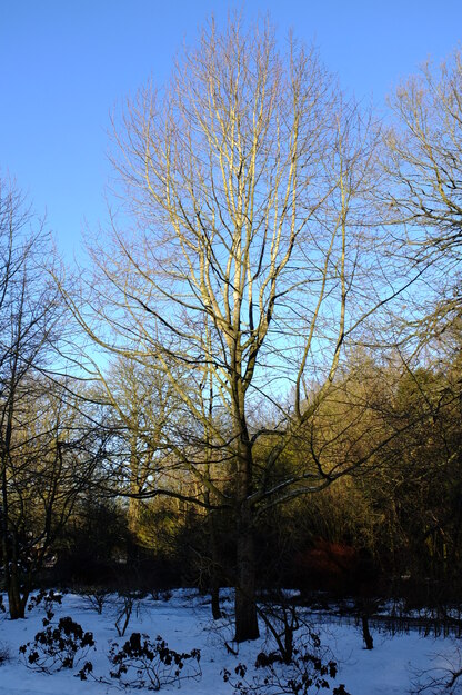 January tree photo