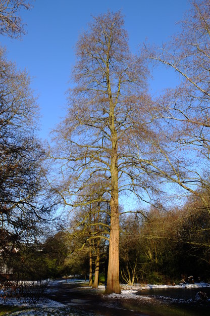 January tree photo