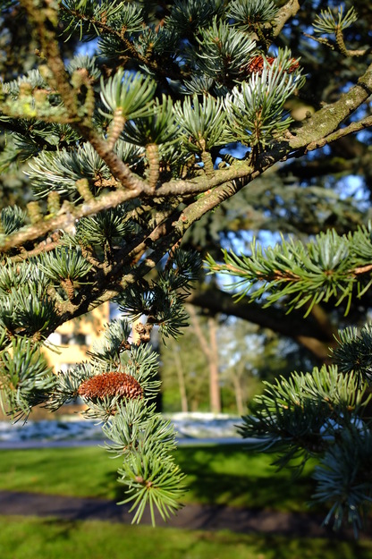 January close-up photo