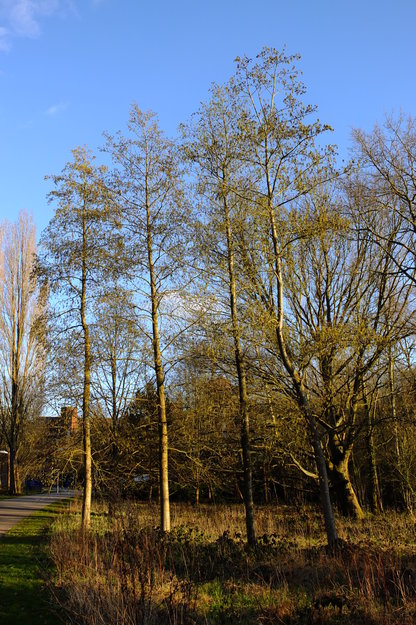 February tree photo