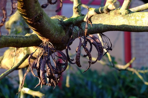 February close-up photo