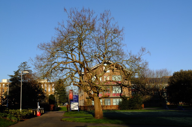 February tree photo