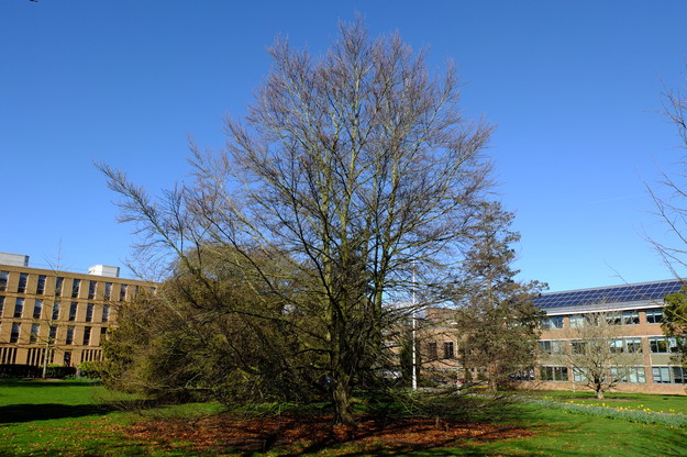 February tree photo