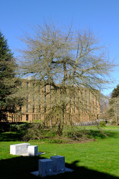 February tree photo
