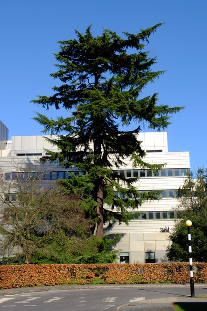 Photo of Cedrus deodara