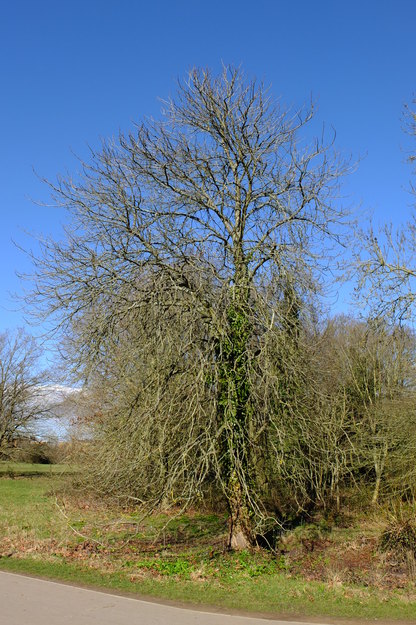 February tree photo
