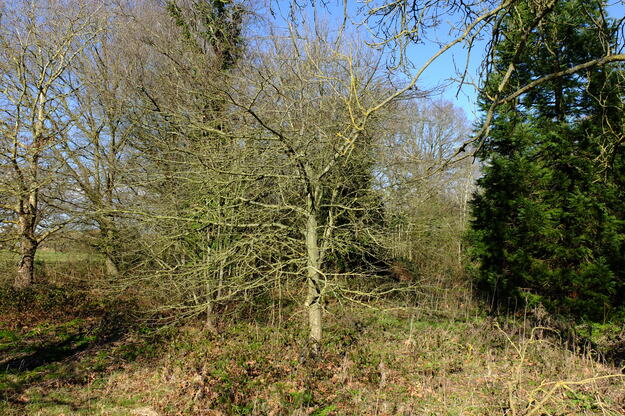 February tree photo