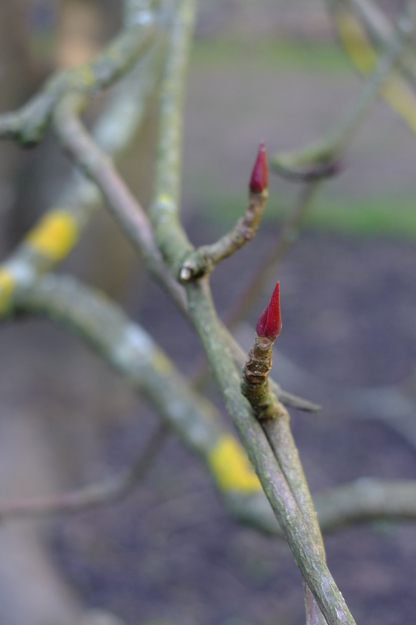 February close-up photo