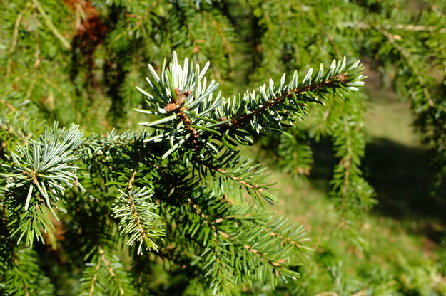 February close-up photo