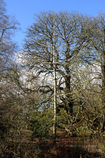February tree photo