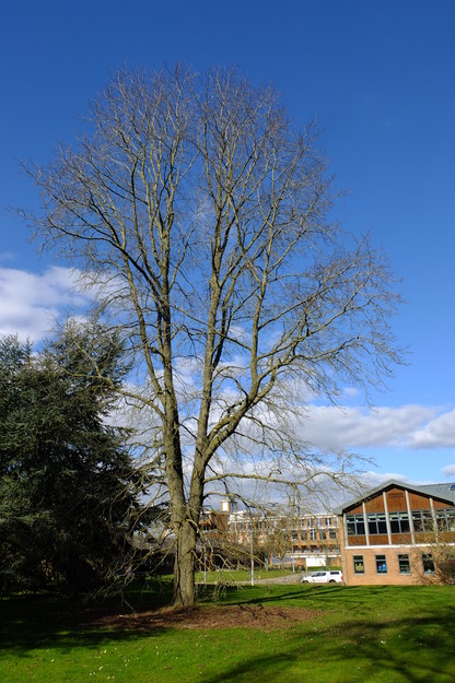 February tree photo