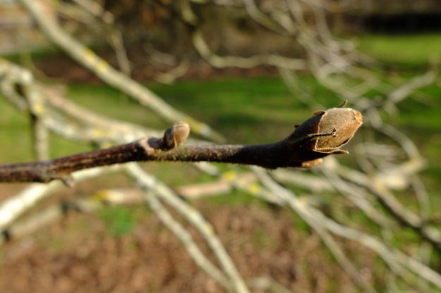 February close-up photo