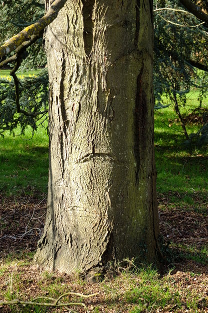 February close-up photo