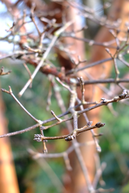 February close-up photo