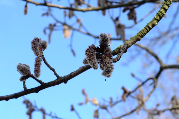 February close-up photo