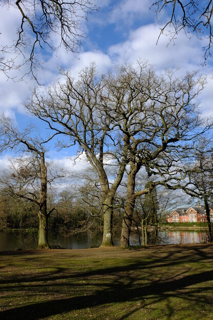 February tree photo