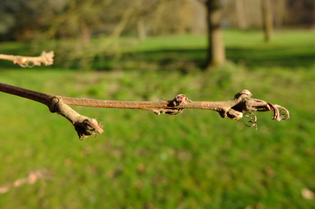 March close-up photo