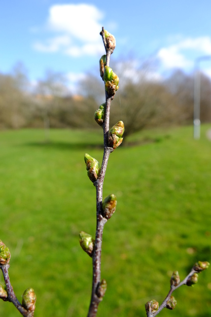 March close-up photo