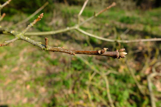 March close-up photo