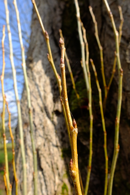 March close-up photo