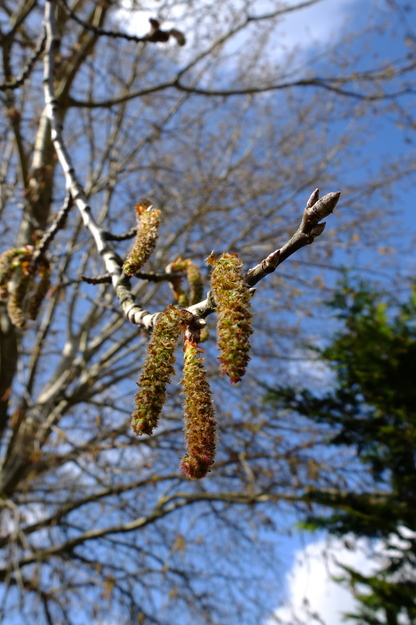 March close-up photo
