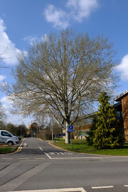 March tree photo