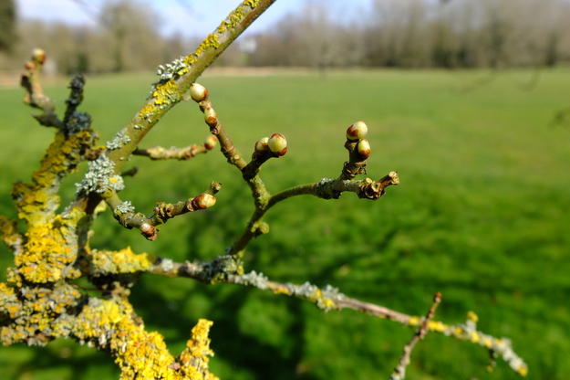March close-up photo