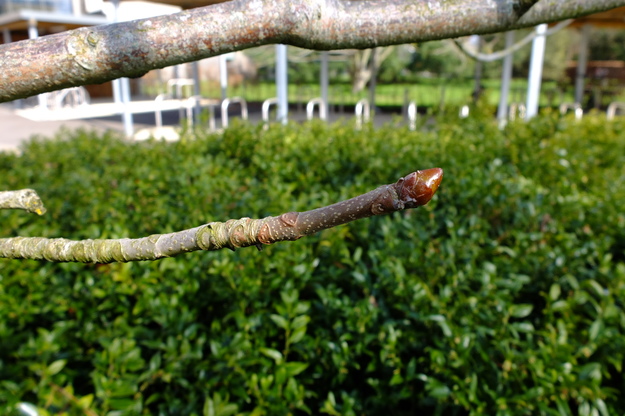 March close-up photo