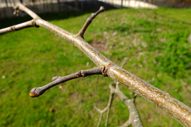 March close-up photo