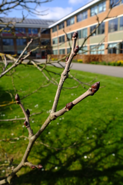 March close-up photo