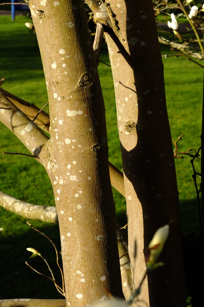 March close-up photo