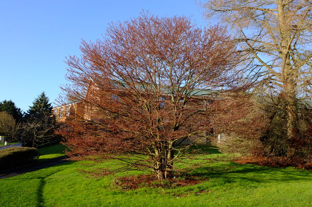 March tree photo