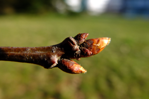 March close-up photo