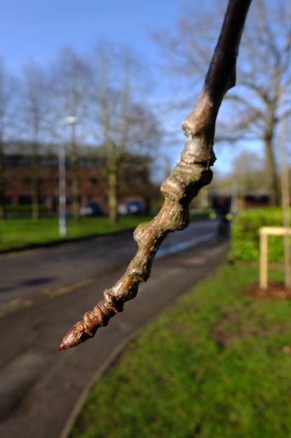 March close-up photo
