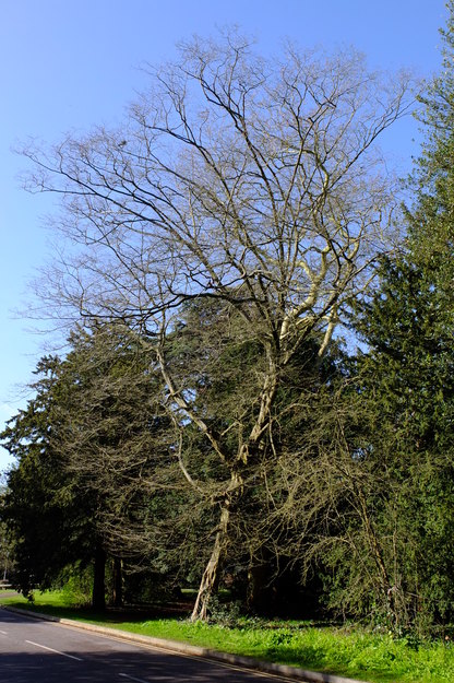 March tree photo