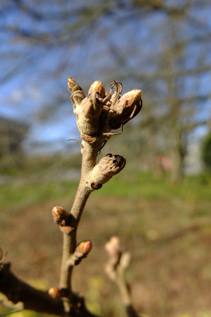March close-up photo