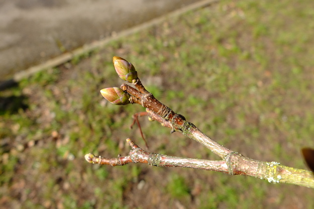 March close-up photo