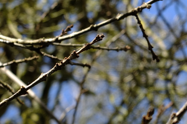 March close-up photo