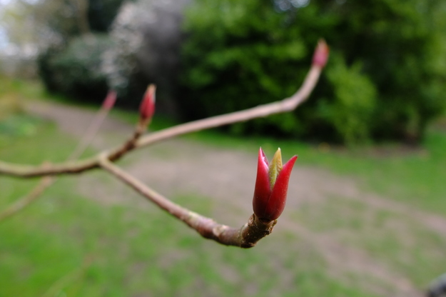 March close-up photo