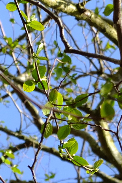 March close-up photo