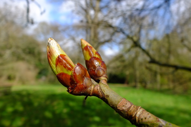 March close-up photo
