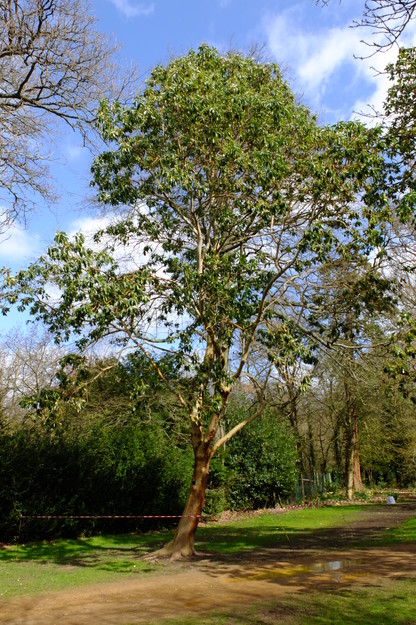 Photo of Arbutus menziesii