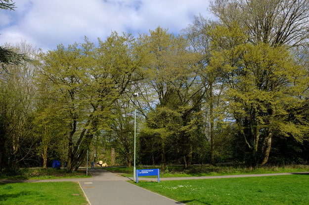 April tree photo