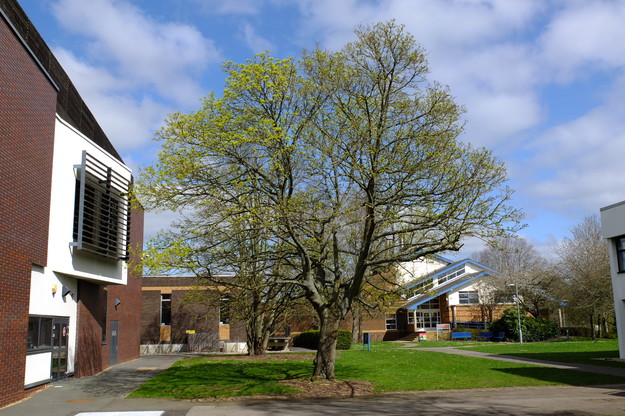 April tree photo