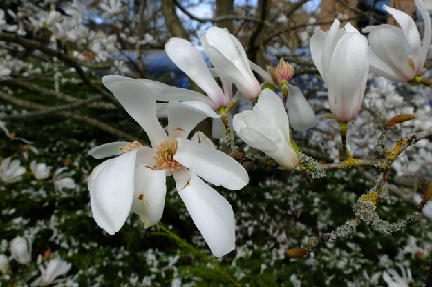 April close-up photo