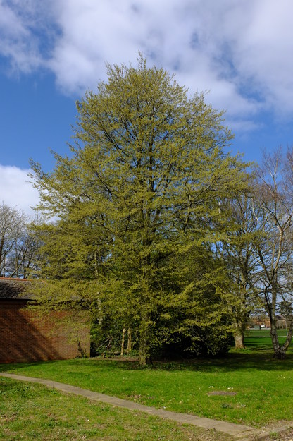 April tree photo