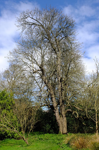 April tree photo