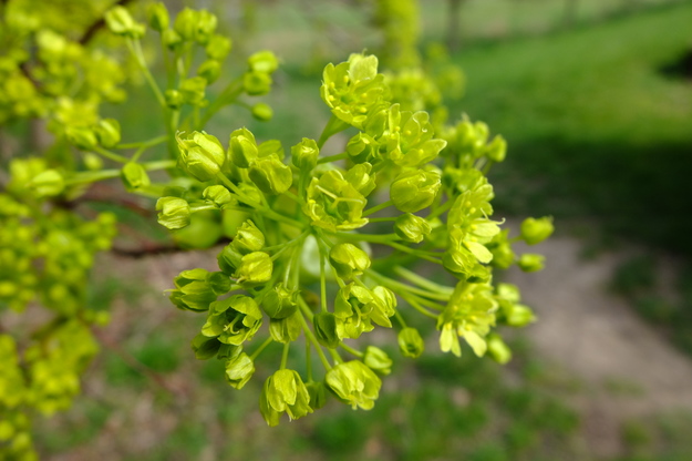 April close-up photo